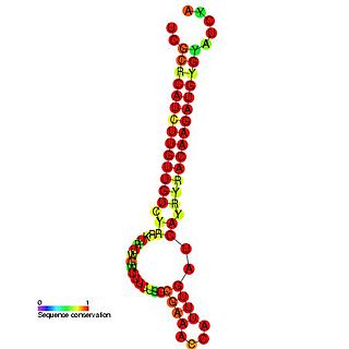 RNA-OUT