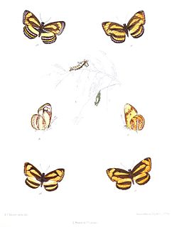 <i>Pantoporia</i> Genus of brush-footed butterflies