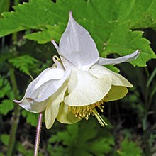 Ranunculaceae - Aquilegia Fragrans.JPG 