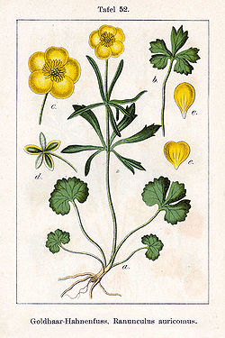 Zeltainā gundega (Ranunculus auricomus)