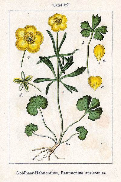 File:Ranunculus auricomus Sturm52.jpg