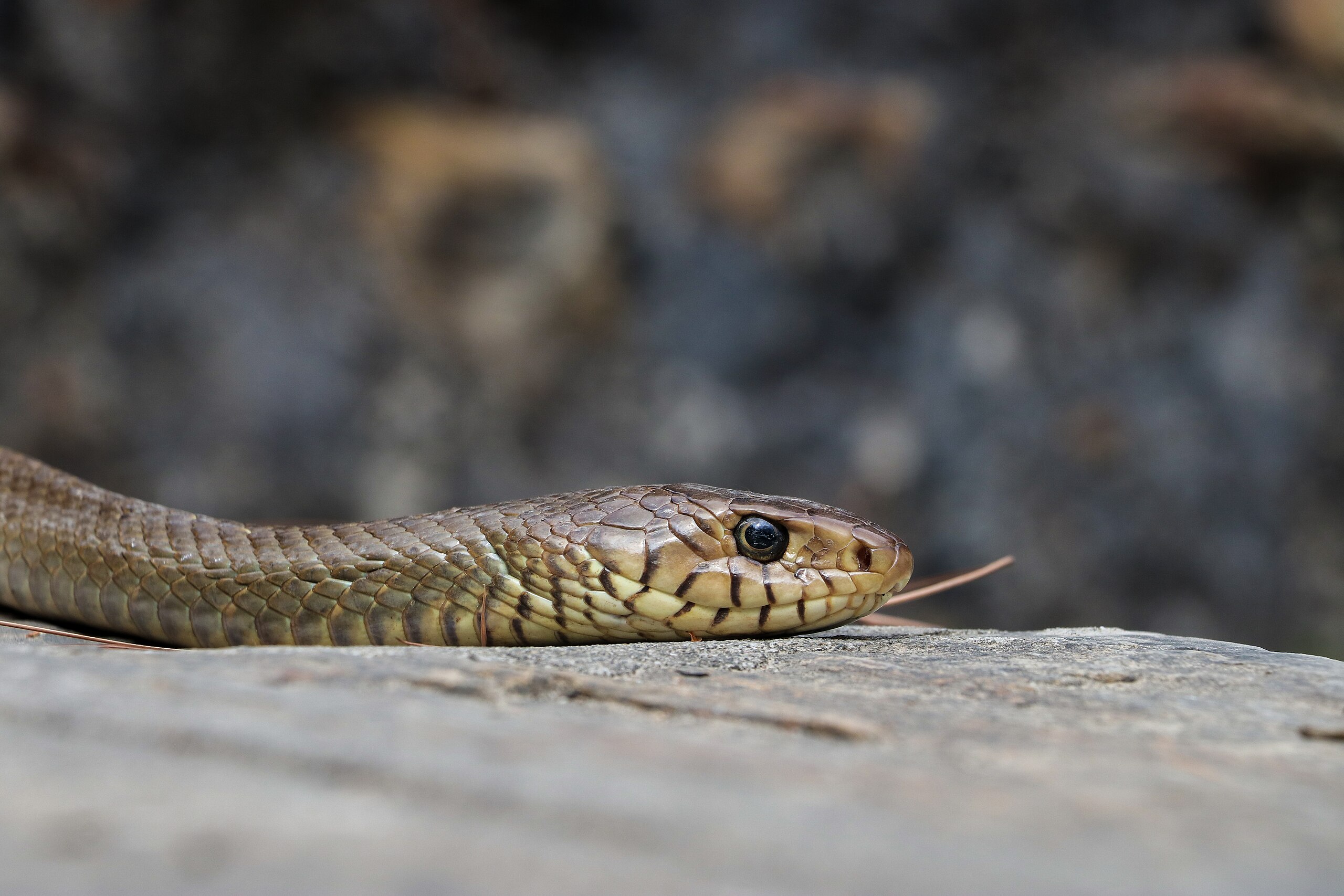 Gray ratsnake - Wikipedia