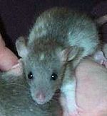 Jonge agouti-kleurige variberk rat met spot