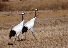 Red-crowned crane couple Red-Crowned Crane.gif