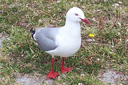 Gaviota de pico rojo.jpg