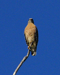 Red-shouldered hawk (Buteo lineatus)