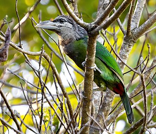 <span class="mw-page-title-main">Red-vented barbet</span> Species of bird