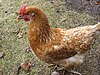 Red Star (sex-link) hen