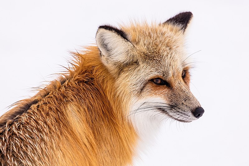 File:Red fox (2230731).jpg