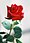 Red rose.jpg