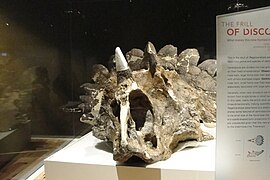 レガリケラトプスの標本。ロイヤル・ティレル古生物学博物館所蔵