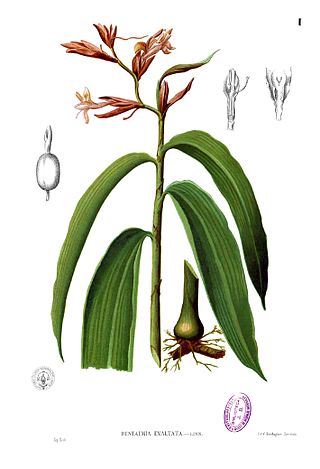 <i>Renealmia alpinia</i> Species of plant