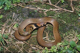 <i>Rhabdophis swinhonis</i> Species of snake