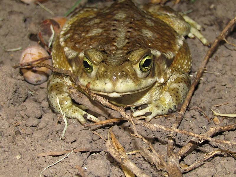 File:Rhinella arenarum 115508709.jpg