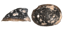 Rediscovered specimen Rhodacmea filosa - Choccolocco Creek2.png