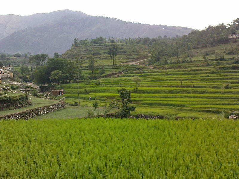 File:Rice Fields Martung02.JPG