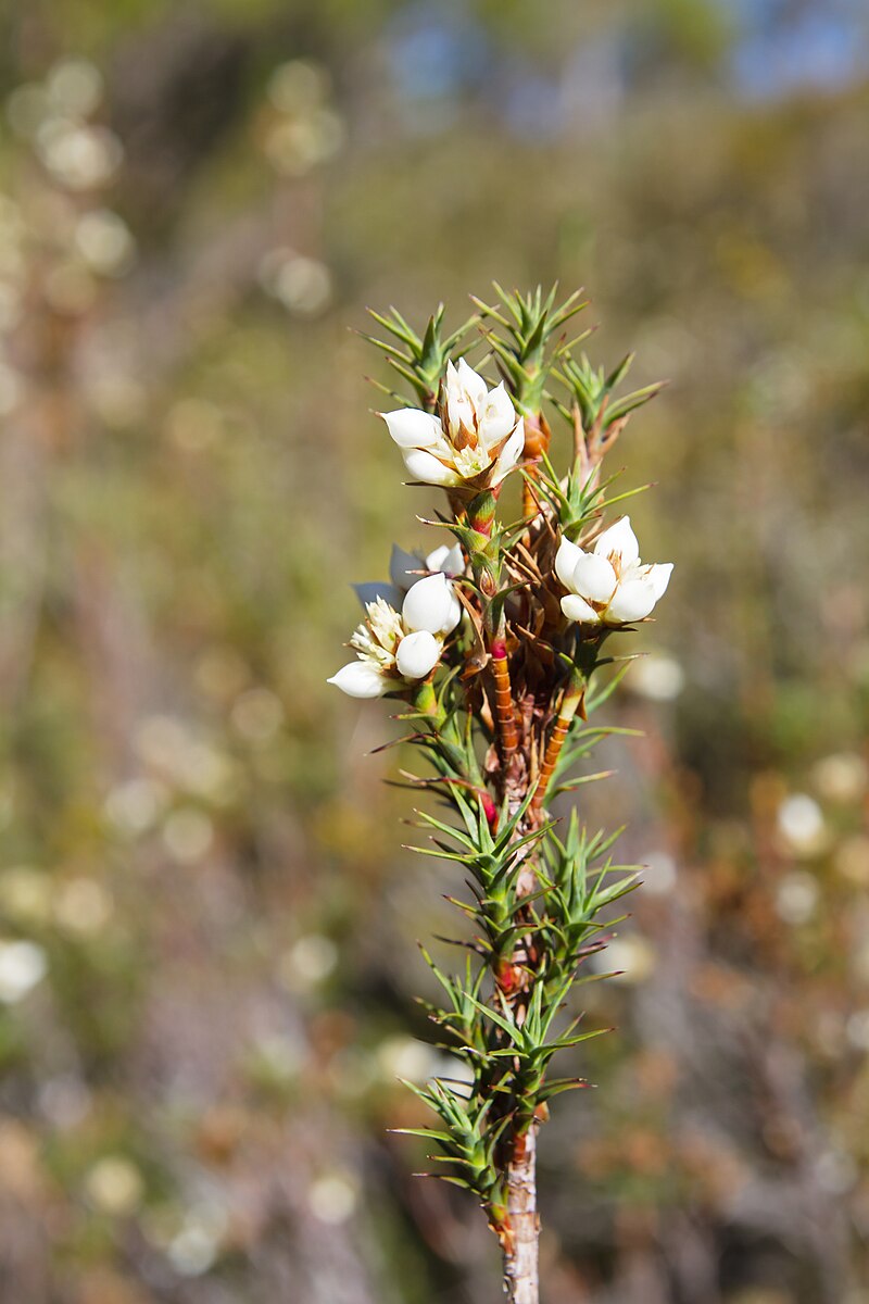 Leptospermum laevigatum - Wikipedia