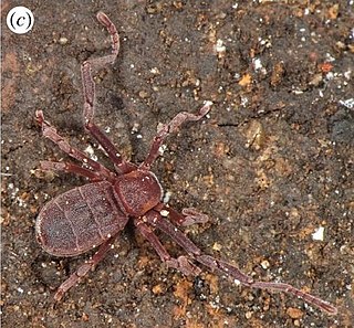<i>Pseudocellus pearsei</i> Species of spider-like animal