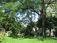 Rejets du Robinier faux-acacia de Robin, daté de 1610, arbre remarquable du Jardin des plantes de Paris.