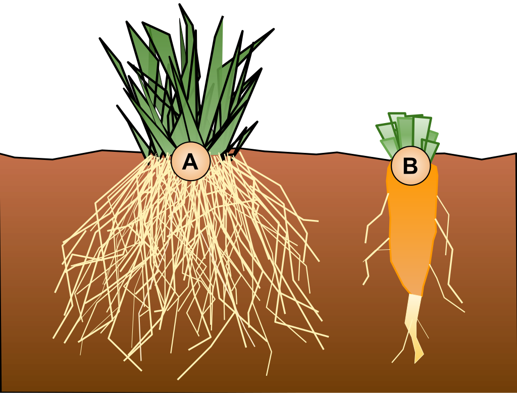 Root filed. Корень растения для детей. Растения с мочковатым корнем. Корни растений в земле. Корень.