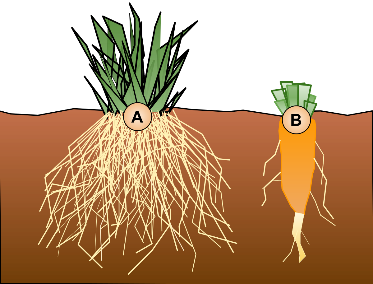Virginia Cooperative Extension Master Gardener Program - What is a taproot?  You may have heard that a carrot is a taproot, but many other common plants  have taproots too! A taproot is