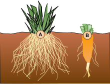 Root Systems.svg