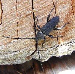 Rhopalopus macropus Germar, 1824