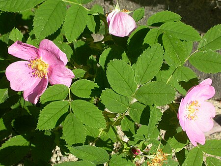 Tập_tin:Rosa_woodsii_(5065884599).jpg