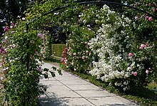 International rose garden of Kortrijk, Belgium Roseraie Courtrai J4.jpg