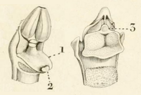 Rostellum (botanique)