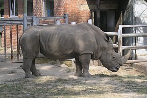 Rostov-on-Don-Zoo-Rhino.jpg
