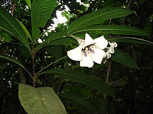 Rothmannia macrophylla, Malaisie