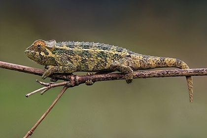 Trioceros rudis, um camaleão nativo da África Oriental e Central. Este exemplar foi fotografado no Parque Nacional dos Vulcões, Ruanda. (definição 3 814 × 2 542)