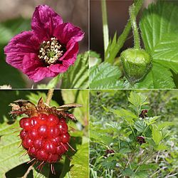 ①花：両白山地の三ノ峰（福井県大野市、2015年6月2日）、②蕾：爺ヶ岳（長野県大町市、2015年7月7日）、③果実：笠ヶ岳（岐阜県高山市、2014年9月9日）、④木：白山（岐阜県白川村、2016年5月31日）