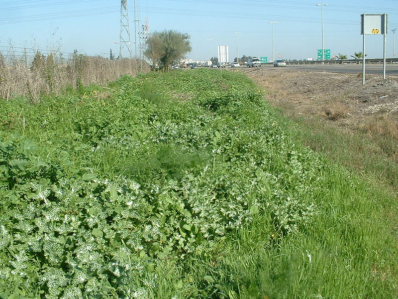 File:Ruderal community mixed on natural ground01.jpg