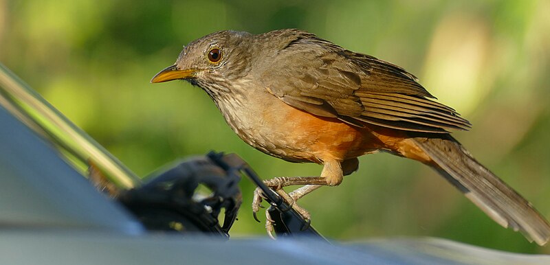 File:Rufous-bellied Thrush (Turdus rufiventris) pecking at my windscreen.jpg