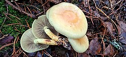 Sälk-kollanutt Hypholoma fasciculare