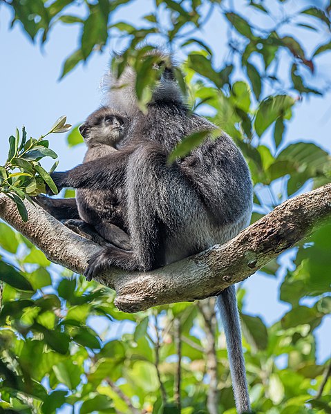 File:SL Sinharaja Forest asv2020-01 img22.jpg