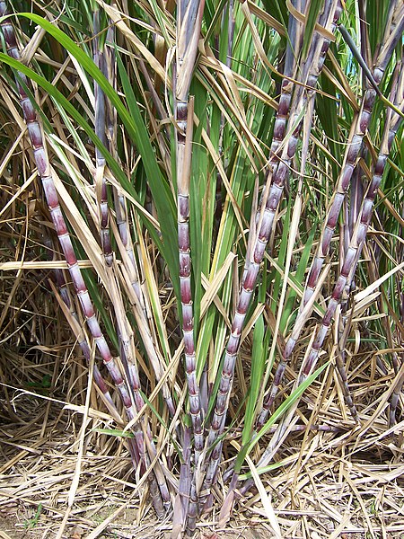 File:Saccharum officinarum red canes.JPG