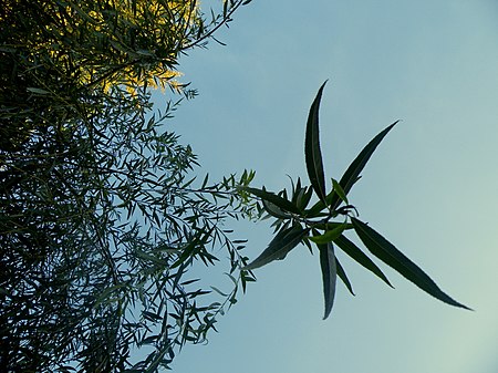Salix chrysocoma (4).JPG