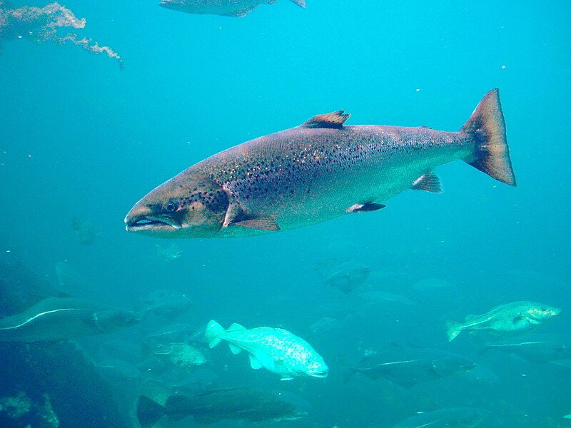 File:Salmo trutta Trout Aquarium Atlanterhavsparken Norway.jpg
