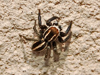 <i>Phlegra bresnieri</i> Species of spider