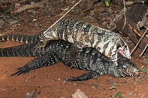 A male black and white tegu mounts a female that has been dead for two days and attempts to mate. Salvator merianae - necrophilia.jpg