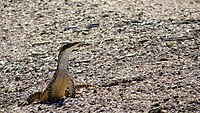 Sand Goanna