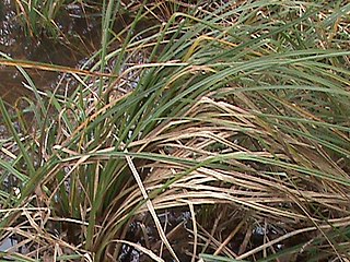 <i>Carex barbarae</i> Species of grass-like plant