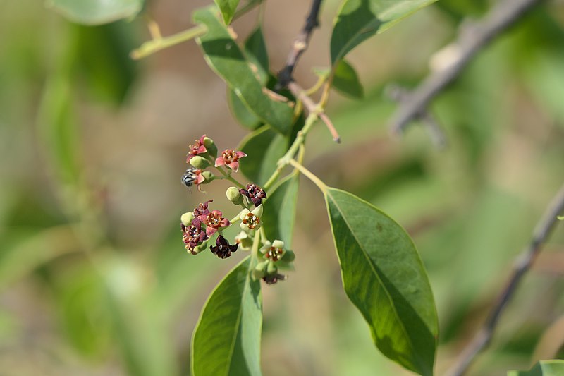 File:Santalum album L. (52522693995).jpg