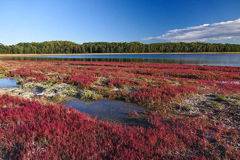 File:Saroma-lake Salicornia-europaea.jpg