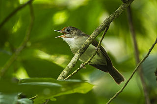 Scaly-crowned babbler Species of bird