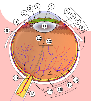 File:Schematic diagram of the human eye.svg