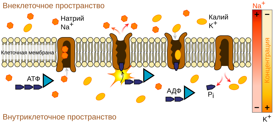 File:Scheme sodium-potassium pump-ru.svg